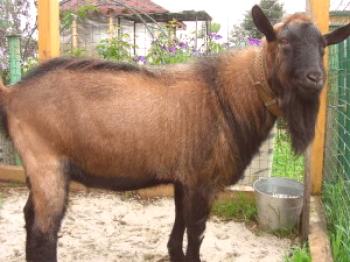 Opis in značilnosti češke pasme koz