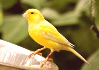 ¿Cómo criar canarios en casa? Cuidado, manteniendo aves