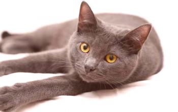 Corato: descripción de la raza de los gatos, mantenimiento y cuidado, fotos.