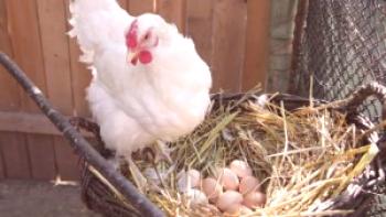 Cómo un pollo lleva los huevos: características de la educación.