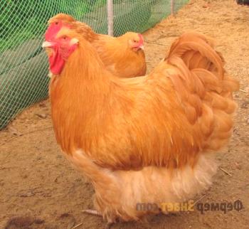 Pasma piščancev Orpington: značilnosti kmetijske vsebine