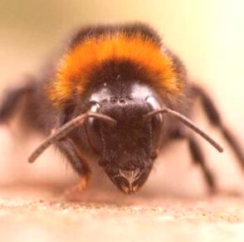 ¿Cuáles son las enfermedades de las abejas y su tratamiento, la prevención de posibles enfermedades?
