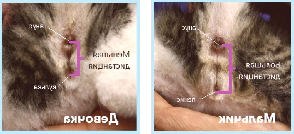 Как отличить котенка мальчика от котенка. Как различить пол котенка в 1 месяц фото. Как отличить пол месячного котенка. Как определить пол котенка 4-5 месяцев. Как понять пол котенка в 2 месяца.