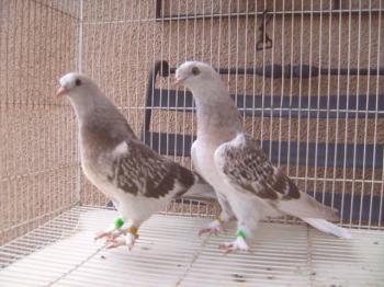 Descripción y tipos de palomas con foto.