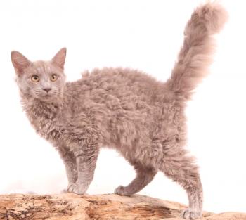 Lapper cat: описание на породата, снимка, видео, характер, грижа