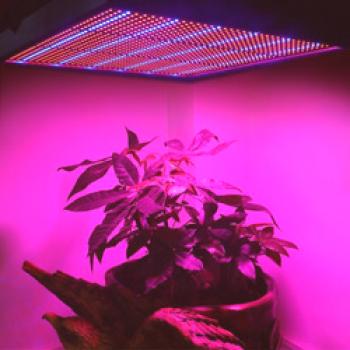Phytolamp para plantas LED: la ubicación correcta y el uso de + video para hacer sus propias manos