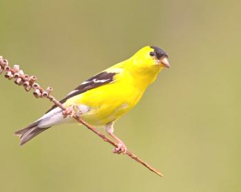 Chizh - El pájaro más amigable entre los cantantes (foto)
