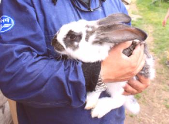 Castración de conejo - formas de castrar en casa (video)