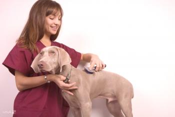 Как да донесе на бълхи на куче или кученце - превенция, диагностика и лечение