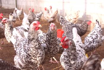 Pregled pasme piščancev Puškinskaja, vzrejo skrivnosti, fotografij in komentarjev kmetov