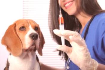 Información importante sobre qué vacuna hace el perro.