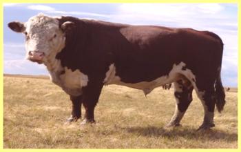 Especies de vacas con foto y descripción.
