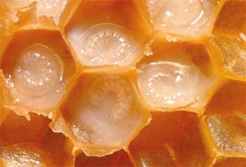 El uso de la jalea real de abeja, propiedades y beneficios.