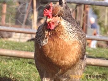 Порода пилета Legber: размножаване и запазване на особености