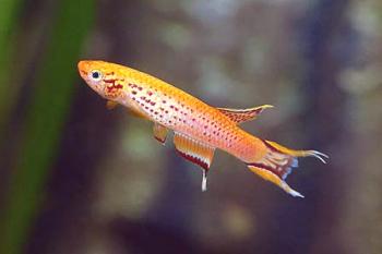 Afiosemion: množica pisanih vrst rib