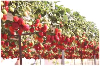 Cultivo de fresas durante todo el año. Tecnología para el cultivo de fresas en invernadero.