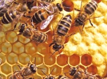Causas de la muerte masiva de abejas durante la invernada: video