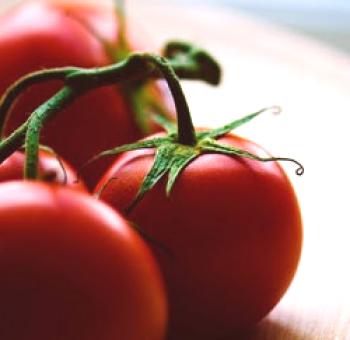Cuidado de tomates en invernaderos de policarbonato + video sobre cómo cuidar tomates en un invernadero