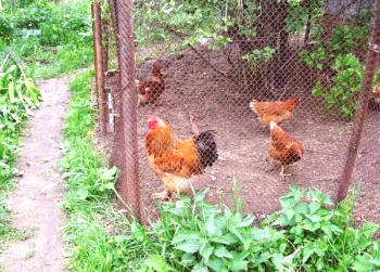 Pravila in nasveti za ohranjanje piščancev v državi