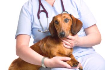 Obstaja sum na odpoved ledvic pri psih: znaki in možnosti za zdravljenje bolnikov
