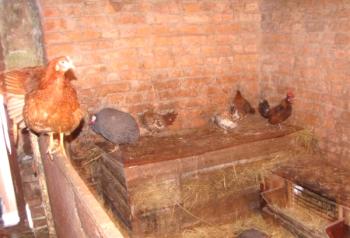 Una guía práctica para construir una habitación para pollos con sus propias manos.