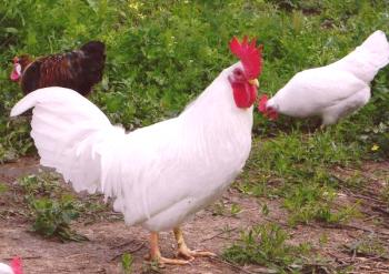 Pregled piščancev v obliki jajc s fotografijo in opisom