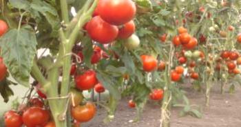 Cultivo de tomates por el método de IS Maslov, aterrizaje.