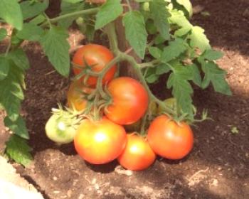 Cultivo de tomates en campo abierto.