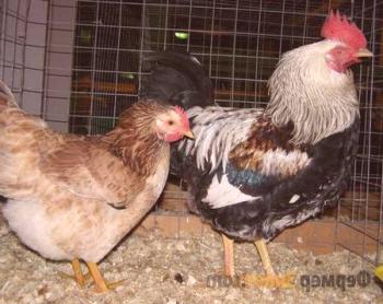 Zagorska lososna pasma piščancev: kaj je še posebej koristno za kmeta