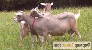 Toggenburgska pasma koz: pomembni trenutki