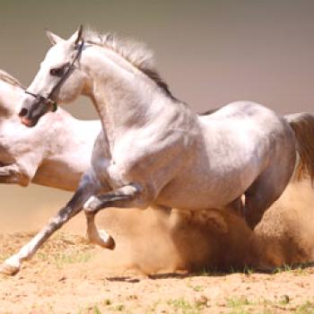 ¿Cuál es la velocidad media y máxima de un caballo?