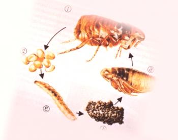 ¿Cómo viven las pulgas sin comer?