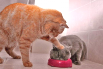 Zakaj mačka ne jede, če je bolna, kaj storiti, mačka je prenehala jesti in piti, ne jesti tretji dan
