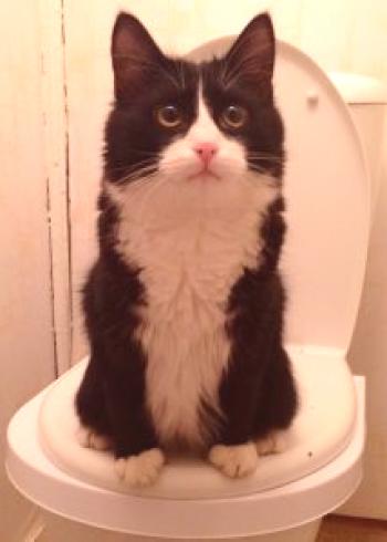 Navodila po korakih: kako navaditi mačko na stranišče