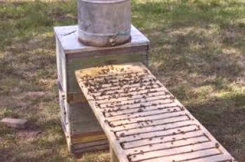 Kako narediti pijačo za čebele z lastnimi rokami, video, fotografijo