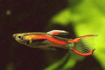 Guppy Endler je svetla in zanimiva pritlikava riba