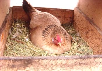 Cómo hacer nidos para rodamientos de pollo.