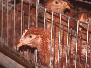 ¿Qué son los pollos en el invierno: los síntomas de la enfermedad y su tratamiento?