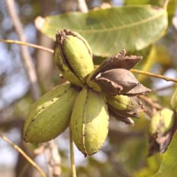 Cacahuete Cacahuete Siembra de frutos secos y variedades crecientes de sus enfermedades y fertilizantes, reproducción y foto
