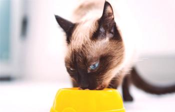 Kaj nahraniti mačka ali mačka: kolikokrat na dan, kako je prav?