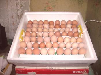 Instrucciones para encontrar gansos en una incubadora doméstica: todo lo que necesita saber sobre una granja avícola