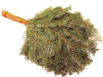 Escobas de árboles de Navidad para el baño: el beneficio de la cosecha.