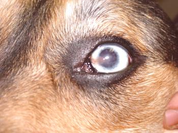 ¿Qué es la queratitis en perros? Especies, diagnóstico y terapia.