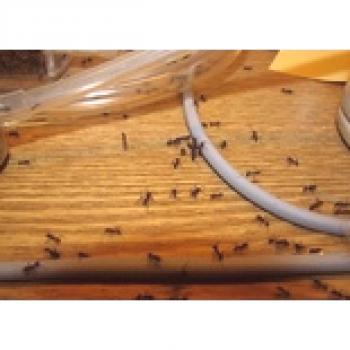 Cómo luchar contra la hormiga casera en el apartamento.