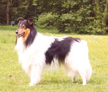 Colli (perro de pastor escocés): foto, video, descripción de la raza, personaje