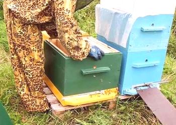 Traslado de abejas a una nueva colmena.