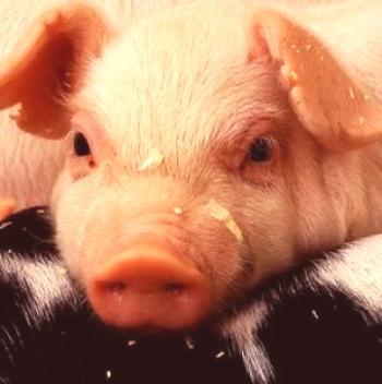 Características biológicas y económicas de los cerdos.
