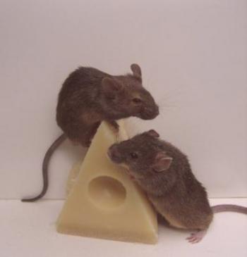 Variedades de ratones y métodos de lucha.