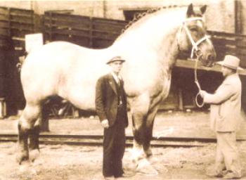 Največja in trajna vrsta konj na svetu