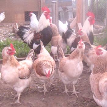 Salmón Zagorsk raza de pollos: descripción, rendimiento
